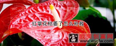 红掌花枯萎了怎么补救