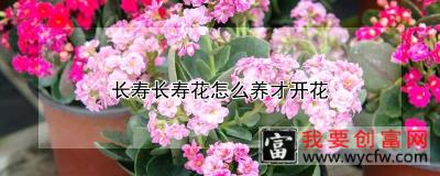 长寿长寿花怎么养才开花