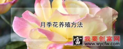 月季花养殖方法