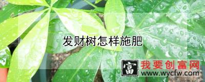 发财树怎样施肥