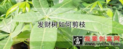 发财树如何剪枝