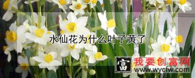 水仙花为什么叶子黄了