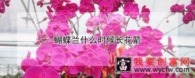 蝴蝶兰什么时候长花箭