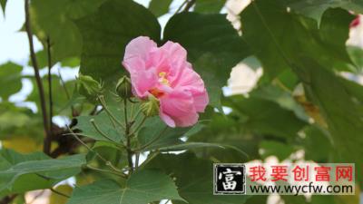 芙蓉花叶子卷边是什么原因