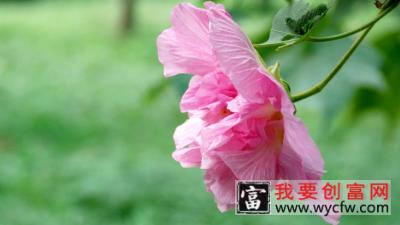 芙蓉花小苗怎么养护