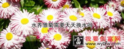 水养雏菊需要天天换水吗