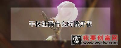 干枝杜鹃什么时候开花