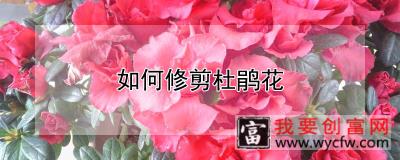 如何修剪杜鹃花