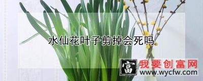 水仙花叶子剪掉会死吗