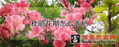 杜鹃花期怎么养护