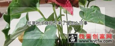 红掌叶子耷拉下来了是怎么回事