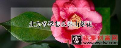 北方冬季怎么养山茶花