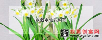 水栽水仙花时间