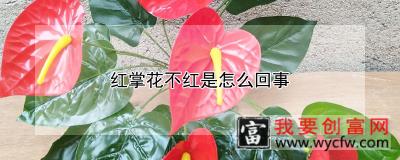 红掌花不红是怎么回事