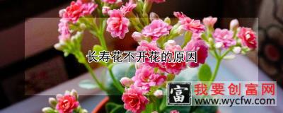 长寿花不开花的原因