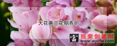 大花蕙兰花期养护