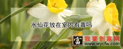 水仙花放在室内有毒吗