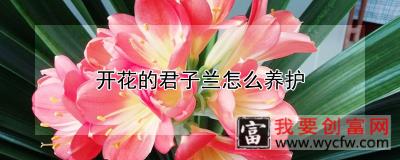 开花的君子兰怎么养护