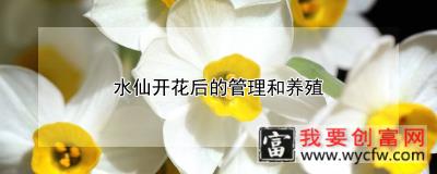 水仙开花后的管理和养殖