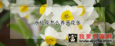 水仙花怎么养开花多