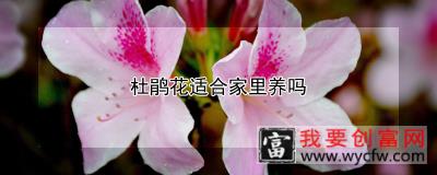 杜鹃花适合家里养吗