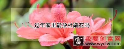 过年家里能放杜鹃花吗