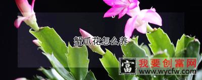 蟹爪花怎么养