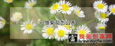 小雏菊花怎么养