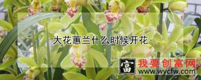 大花蕙兰什么时候开花