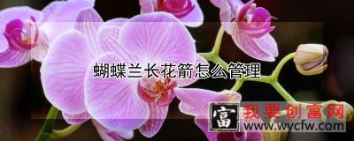 蝴蝶兰长花箭怎么管理