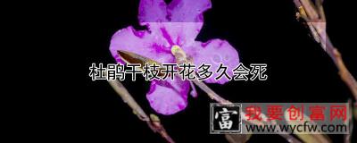 杜鹃干枝开花多久会死