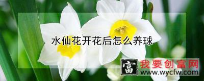 水仙花开花后怎么养球