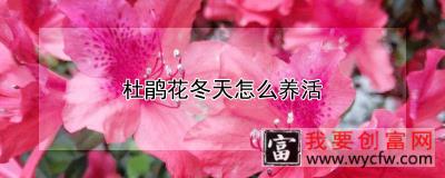 杜鹃花冬天怎么养活