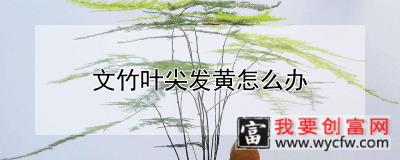 文竹叶尖发黄怎么办