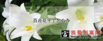 百合花干了怎么办