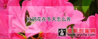 杜鹃花在冬天怎么养