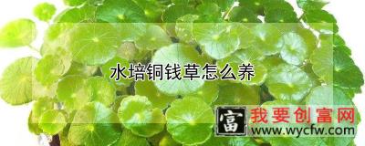 水培铜钱草怎么养