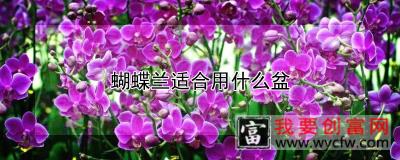 蝴蝶兰适合用什么盆