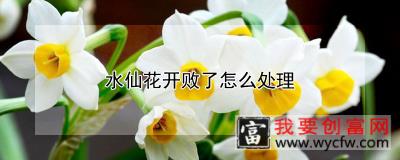 水仙花开败了怎么处理