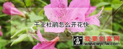 干支杜鹃怎么开花快