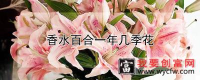 香水百合一年几季花