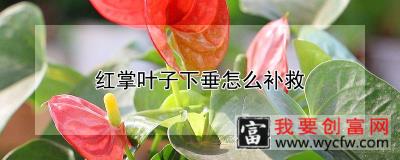 红掌叶子下垂怎么补救