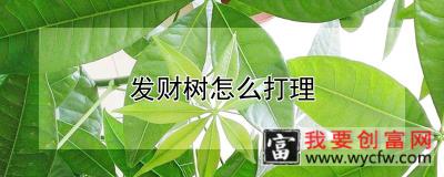 发财树怎么打理