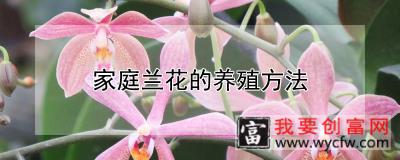 家庭兰花的养殖方法