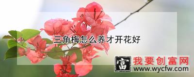 三角梅怎么养才开花好