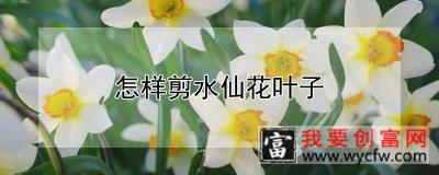 怎样剪水仙花叶子