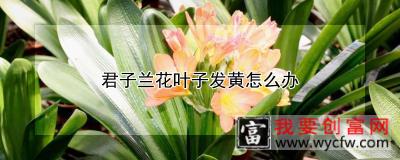 君子兰花叶子发黄怎么办