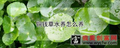 铜钱草水养怎么养