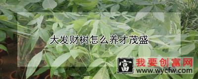 大发财树怎么养才茂盛