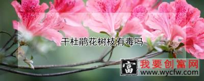 干杜鹃花树枝有毒吗